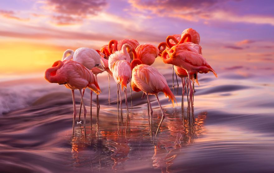 Сколько живут фламинго ?