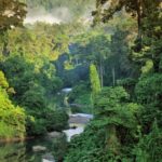 Интересные факты о тропических лесах