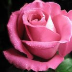 Что означает розовая роза?