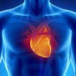 Интересные факты о человеческом сердце
