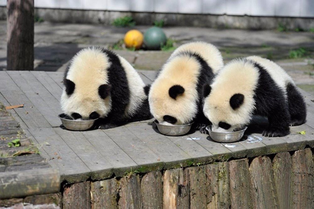 Gassy panda