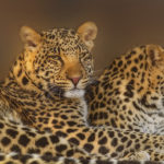 Интересные факты о леопардах
