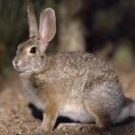 Интересные факты о зайцах