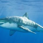 Едят ли акулы людей ?