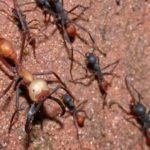 Где живут муравьи (места обитания) ?