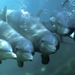Сколько живут дельфины в неволе ?