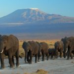 Что едят слоны в дикой природе ?
