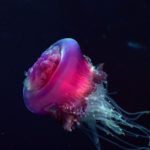 Где живут медузы (места обитания) ?