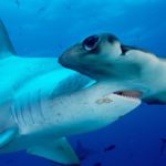 Как часто едят акулы ?