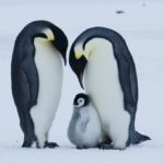Где живут императорские пингвины (места обитания) ?