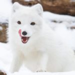 Где живет Песец, полярная лисица (места обитания) ?