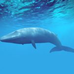 Где живут голубые киты (места обитания) ?