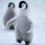 Сколько живут пингвины в неволе ?