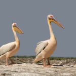 Сколько живут пеликаны ?