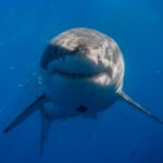 Как отслеживать больших белых акул ?