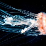 Что едят медузы ?