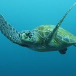 Что едят морские черепахи ?