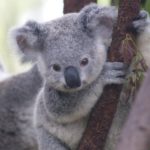 Сколько живут коалы ?