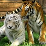 Сколько живут тигры ?