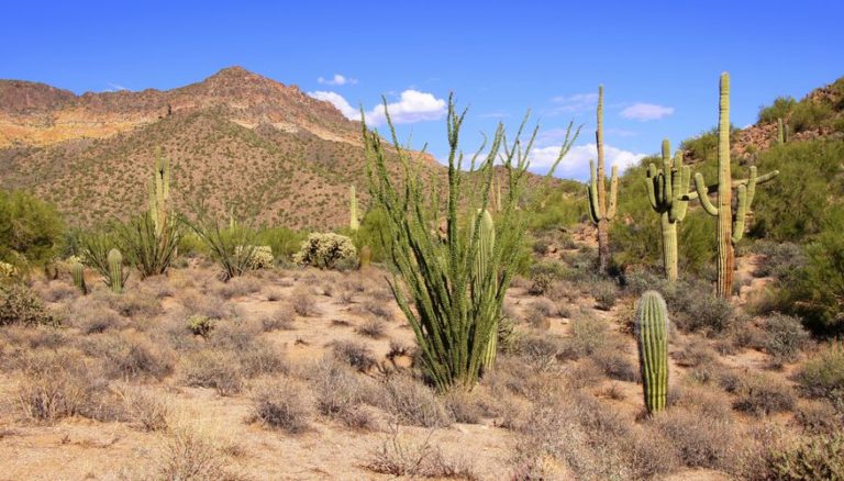 как растения приспособились к жизни в пустыне
