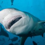 Сколько живут тупорылые акулы ?