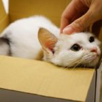 Почему кошки так любят коробки ?