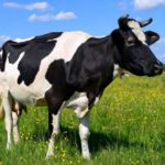 Что едят коровы ?