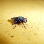 Что едят мухи ?