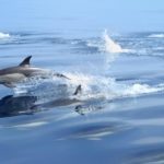 Как быстро плавают дельфины ?
