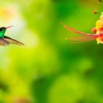 Когда время миграции колибри ?