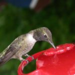 Что едят колибри ?