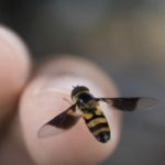 Каковы признаки и симптомы аллергии на пчел ?