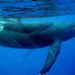 Каким образом киты кормят своих детёнышей молоком ?