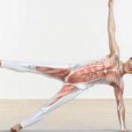 Каковы основные мышцы тела ?