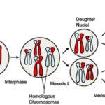 Что такое генетическая рекомбинация ?