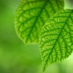 Каким образом углекислый газ попадает в лист ?