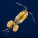 Где живет зоопланктон ?