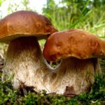 А есть ли польза для здоровья от грибов?