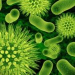 Кто ест бактерий ?
