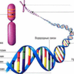 Из чего состоит хромосома ?