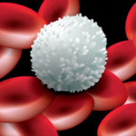 Какую роль играют лейкоциты в крови ?