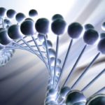 Какие нуклеотиды обнаружены в ДНК ?