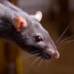 Что едят домашние крысы ?