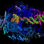 Что делает РНК-полимераза ?