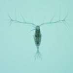 Что ест зоопланктон ?